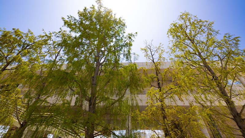 Gr&uuml;ne B&auml;ume von unten vor einem Geb&auml;ude