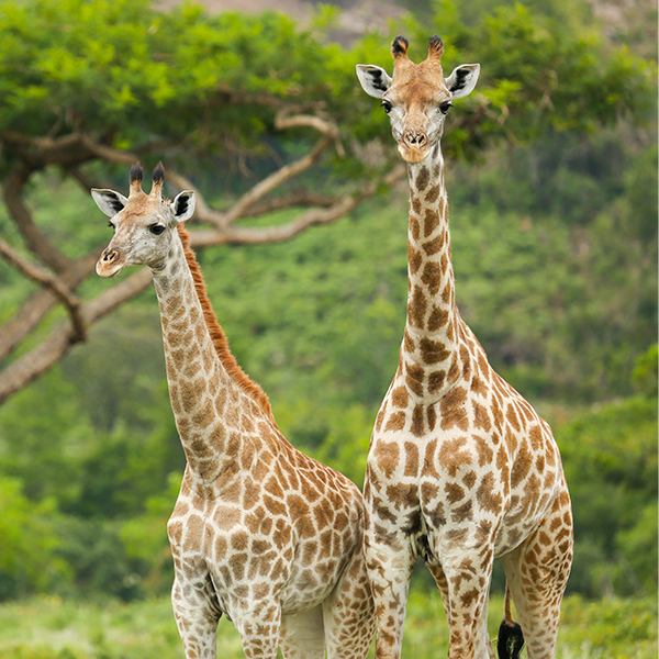Two endangered Masai giraffes standing in front of acacia trees in a savannah landscape
