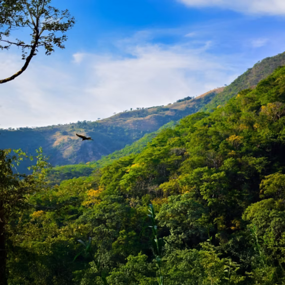 Nature scene with lush trees and a bird flying overhead.