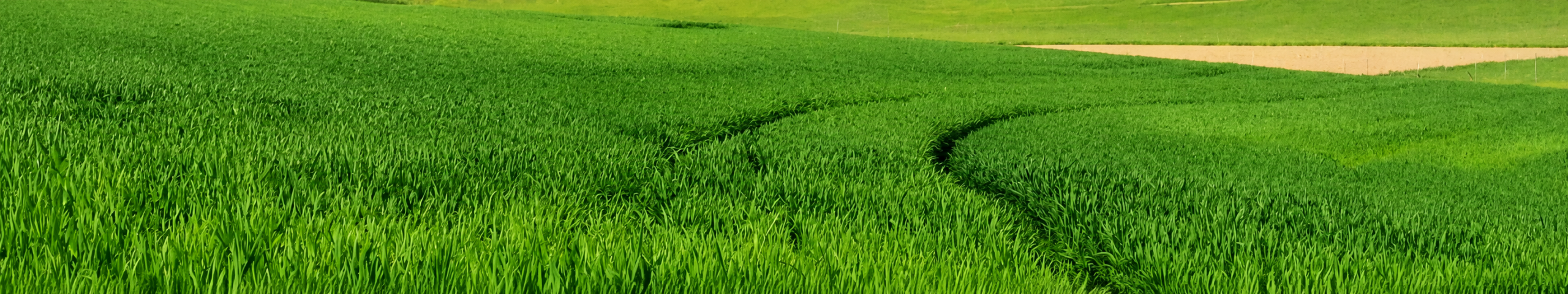 Green field with curved tractor tracks through tall crops.
