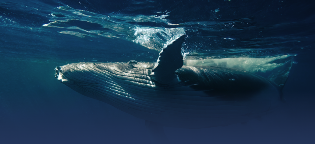 Whale swimming beneath the ocean surface.