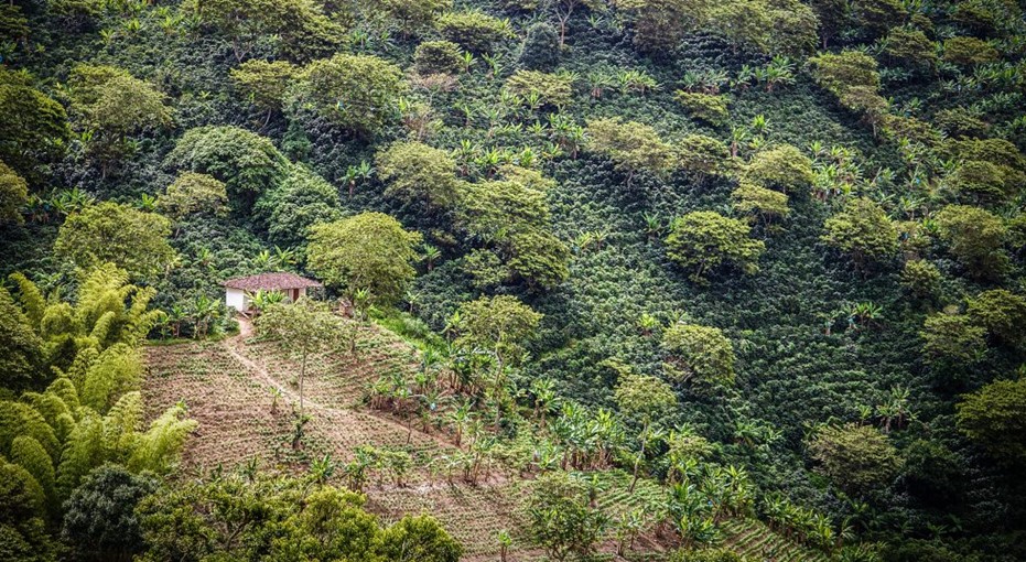 斜面に広がるコーヒー農園