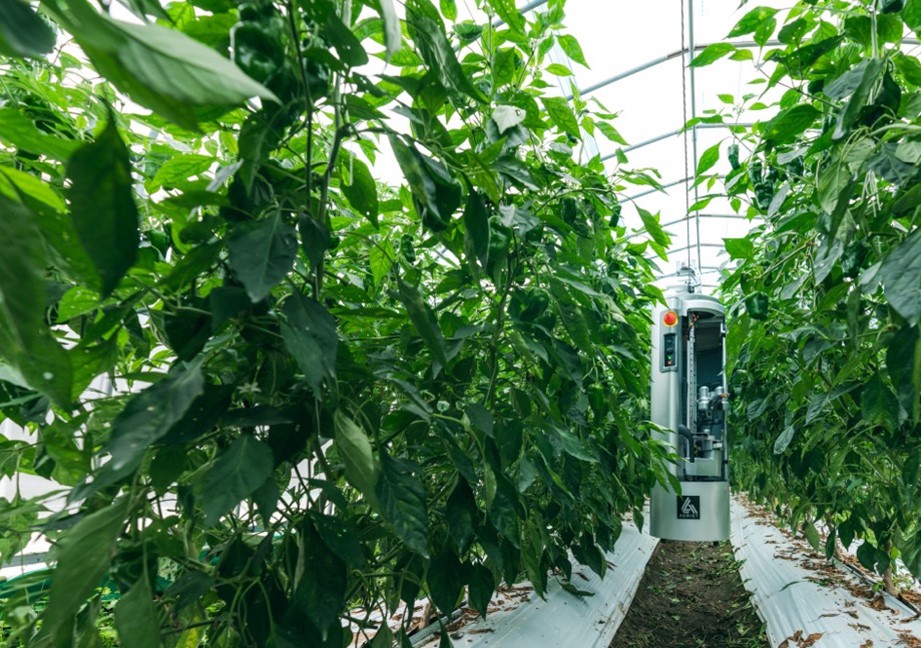 ビニールハウスで稼働する吊り下げ式ピーマン自動収穫ロボット「L」