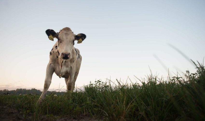 Bild einer Kuh in der Natur.