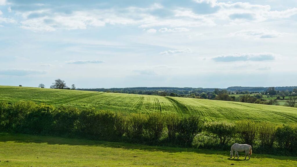 Eine grüne Weide auf der ein weißes Pferd grast. 