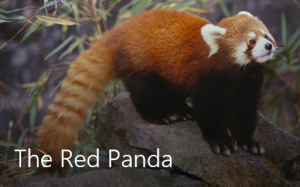 07A. Demo Sway tile - Red Panda
