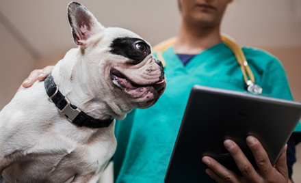 A dog stands next to a Firstline Worker at VCA.