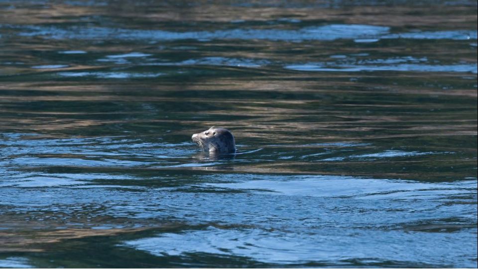 Audio and Acoustics Research Group whale watching summer trip in 2014