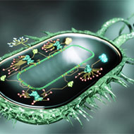 Program-a-Biological-Computer