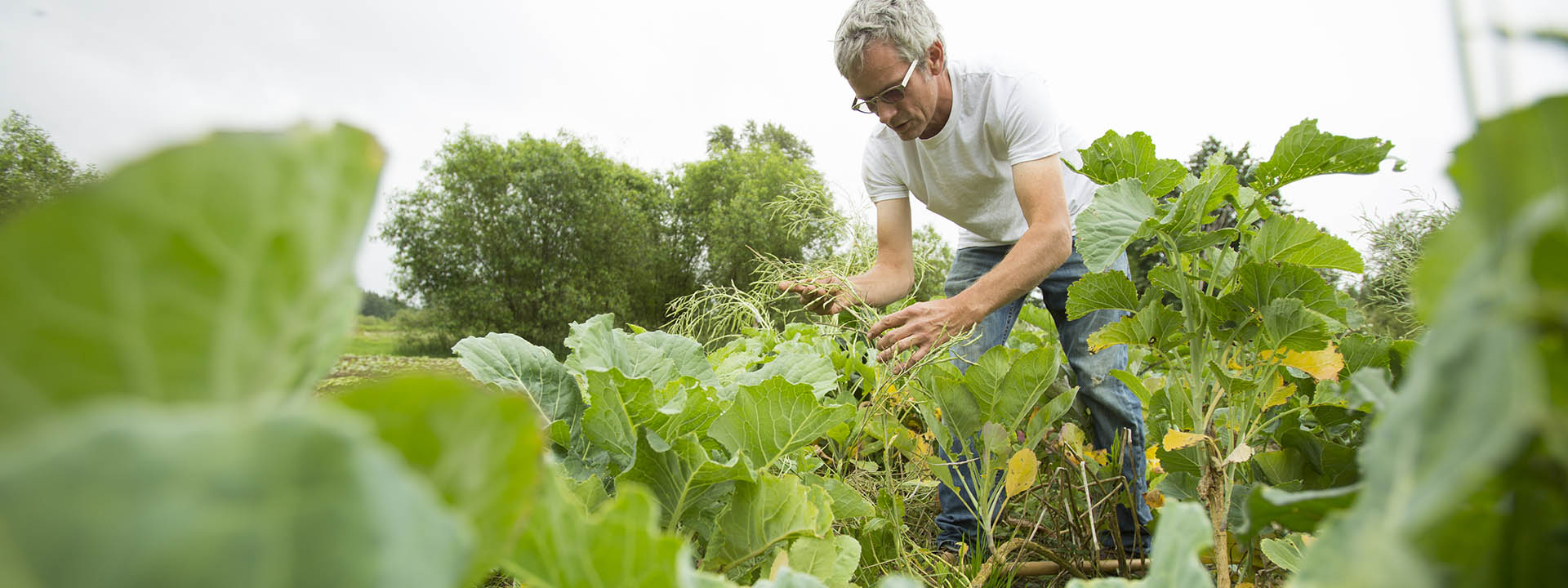 FarmBeats farmer checking crops in Carnation, WA