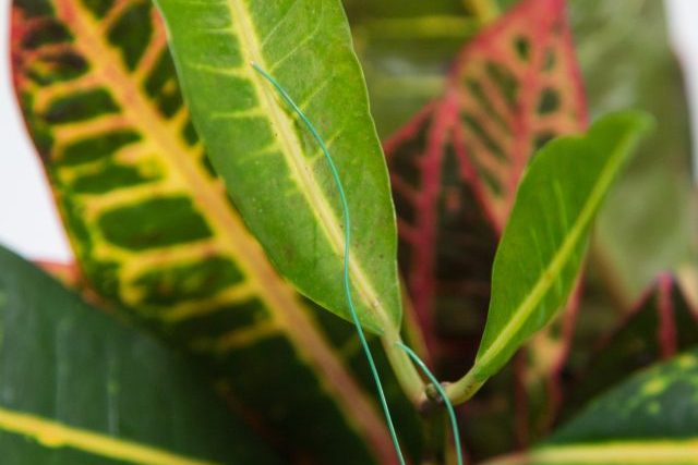 Silver/AgCl electrodes for measuring the cell membrane action potential