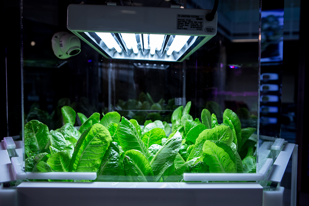 'Food Futures' Artist in Residence exhibit