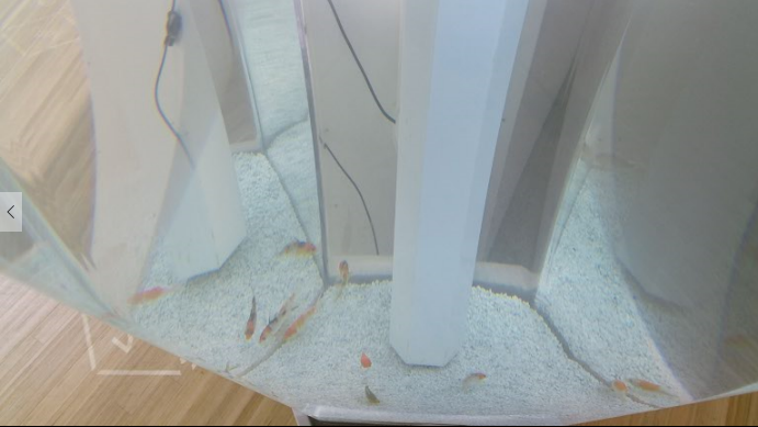 Food Futures cameras: Fish Tracking/Depth Analysis, Daily Yield Growth