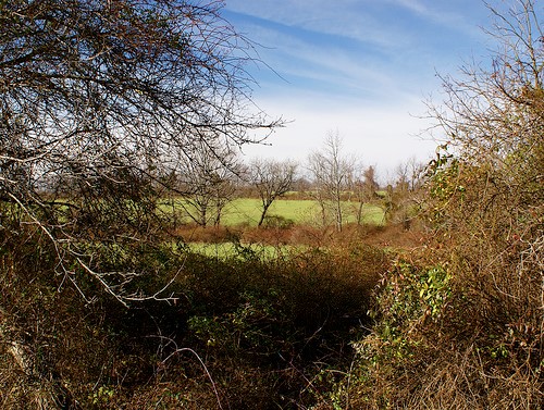 poetic image of a field through the treees