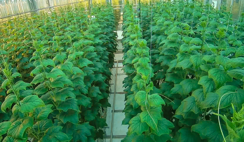 Project Sonoma Greenhouse