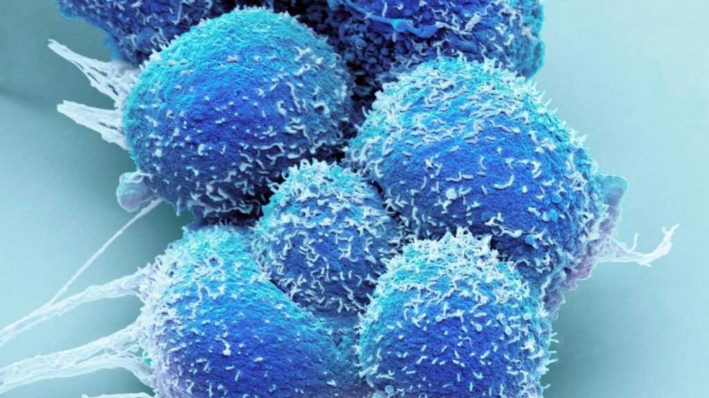 image of cells