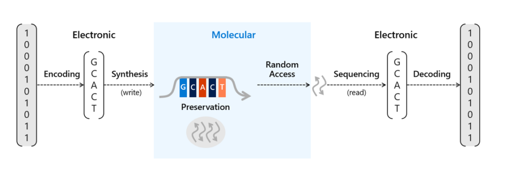 A diagram showing the end-to-end DNA data storage process. First, software encodes digital bits, ones and zeros, into an electronic representation of DNA sequences, represented by the letters G, C, A, and T. Then, the sequences are written into physical molecules using DNA synthesis and are preserved. A single chain of synthetic DNA is shown with G, C, A, and T, representing the DNA being preserved. Data stored in DNA molecules is retrieved using random access, and then sequenced to read the synthetic DNA. Software, then, decodes the information back into digital bits.