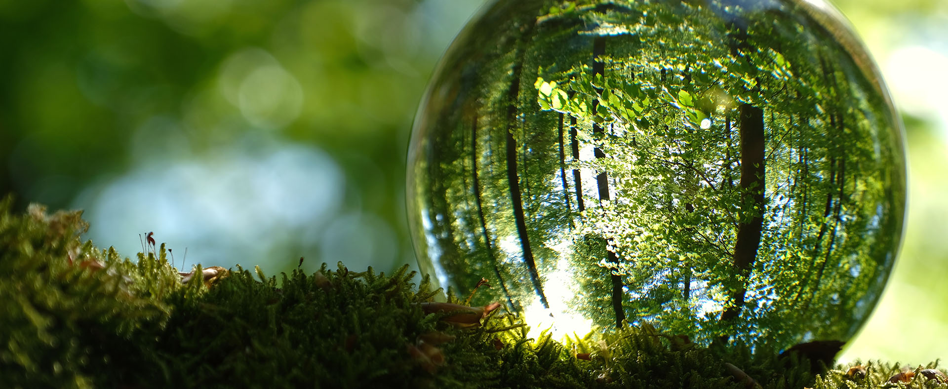 photo of a lens ball sitting on moss in a forest