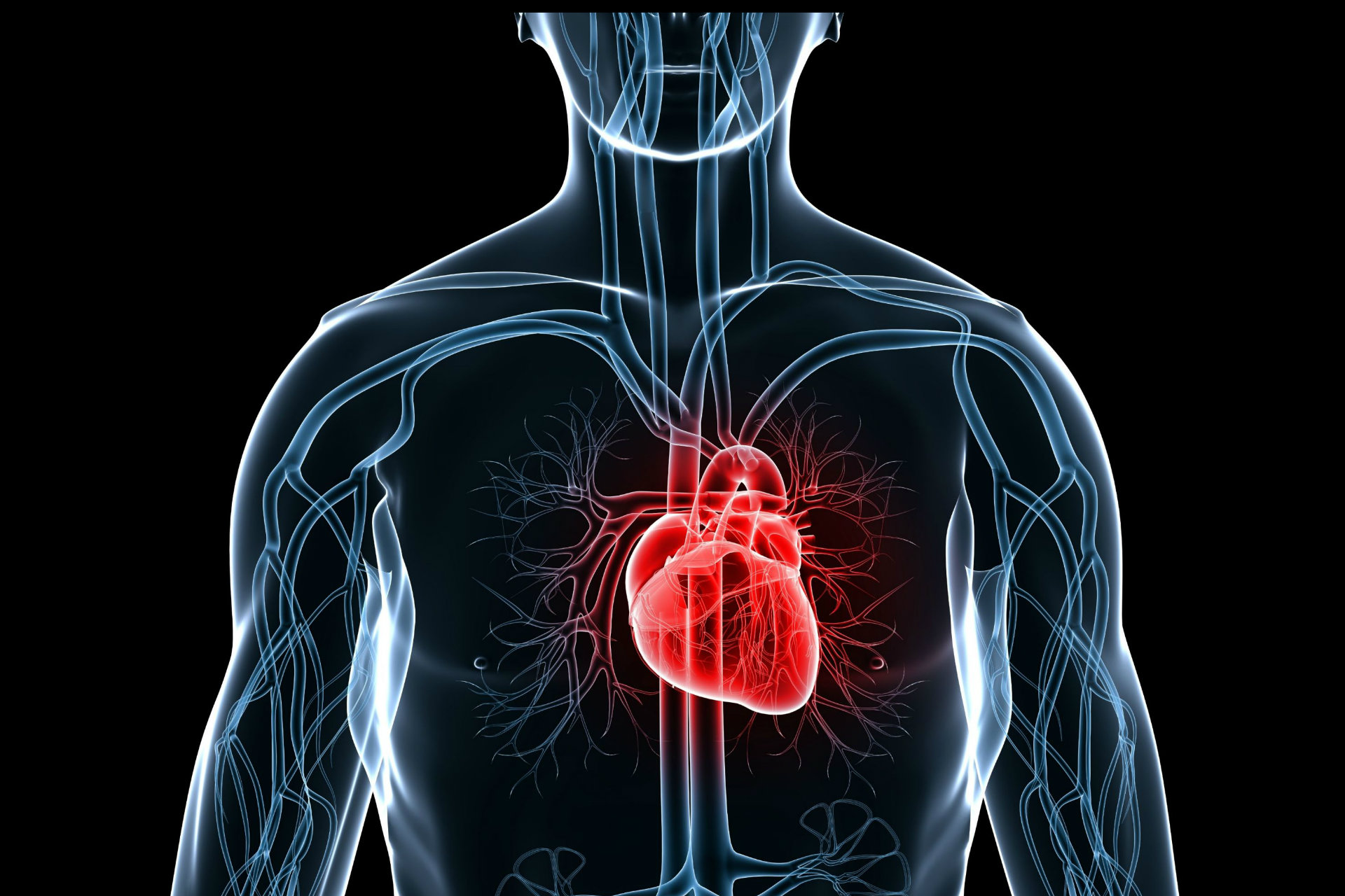 project Aurora - Digital illustration of a heart within a body