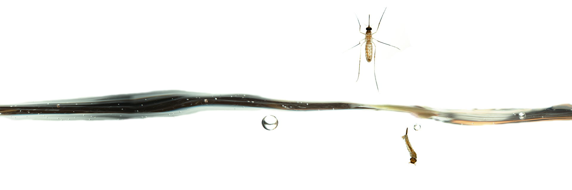 close up of a mosquito and larvae