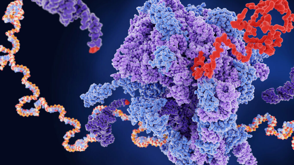 Protein synthesis. Illustration of a ribosome (centre) producing a protein (red) from an mRNA (messenger ribonucleic acid, multicoloured) template. This process is known as translation. mRNA consists of groups of three nucleotide bases that code for different amino acids, the building blocks of proteins. The ribosome attaches to the mRNA and reads its code. A transfer RNA (tRNA) molecule (dark purple) carrying an amino acid (red) corresponding to the code then binds to the ribosome. When the tRNA dissociates it leaves the amino acid behind, and the ribosome moves onto the next bases. As the ribosome moves along the mRNA the protein grows from the ribosome.
