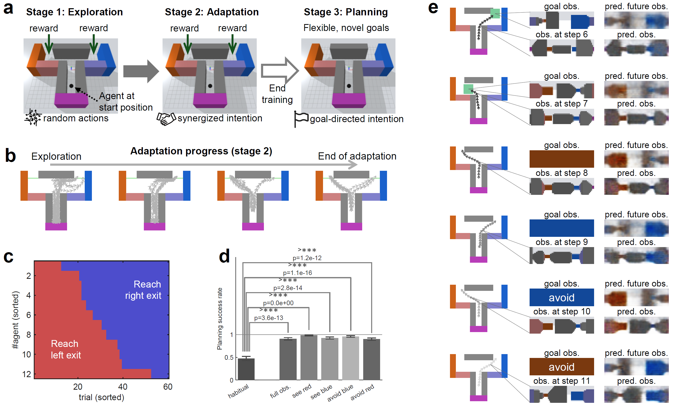 Diagrams illustrating the trained agent performing goal-directed planning for unseen goals. a: Illustration of the experimental setting. Unlike the previous habitization experiment, the rewards are the same for the left and right exits. After stage 2 (adaptation), the model is fixed, and we test the agent’s goal-directed planning capacity (stage 3); b: An example agent behavior (movement trajectories of 10 trials in each plot, aerial view) during stage 2; c: Statistics of policy diversity using purely habitual behavior (actions computed by prior intention). Totally 12 agents, trained with different random seeds, are tested for 60 trials for each; d: Statistics of success rate in planning (tested using 12 agents and 10 episodes for each agent in each case) with different kinds of goals; e: Examples of movement trajectories and internal predictions of current and future observations in goal-directed planning.