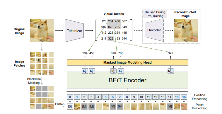 图2:BEiT预训练示意图