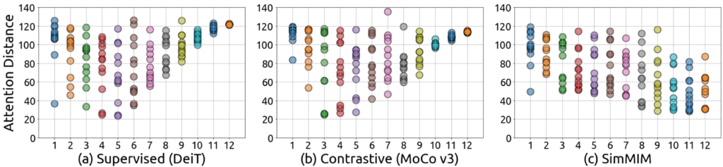图6:不同模型中的注意力距离(attention distance)。有监督预训练与对比学习预训练算法在网络的深层只关注长程信息,而 MIM 方法同时关注长程信息与局部信息。