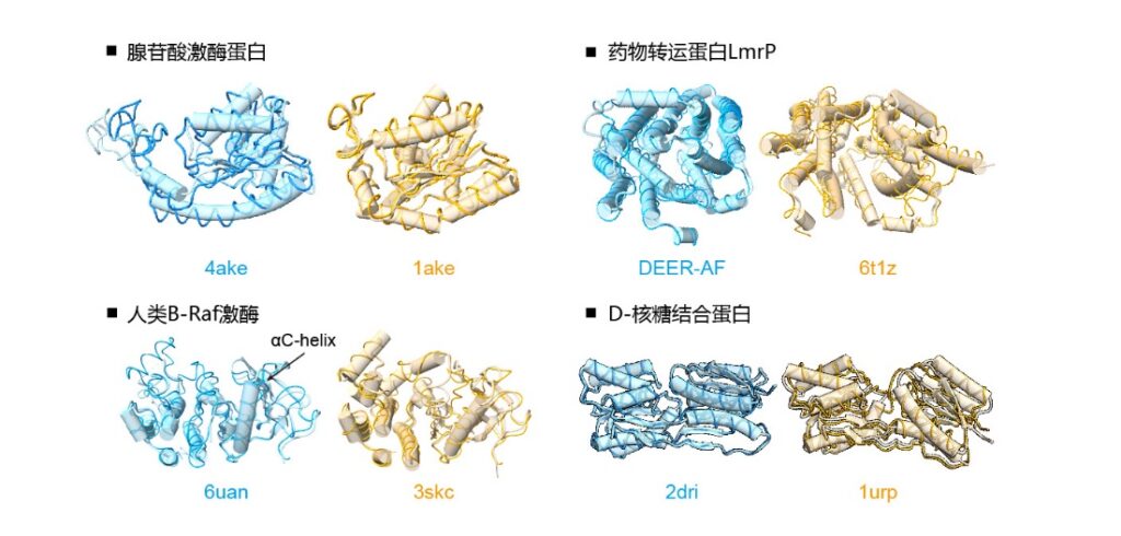 图3:DiG 在产生蛋白质多种构象方面的性能。在4种不同蛋白,DiG(薄带状)产生的结构与实验确定的结构(圆柱)高度一致。