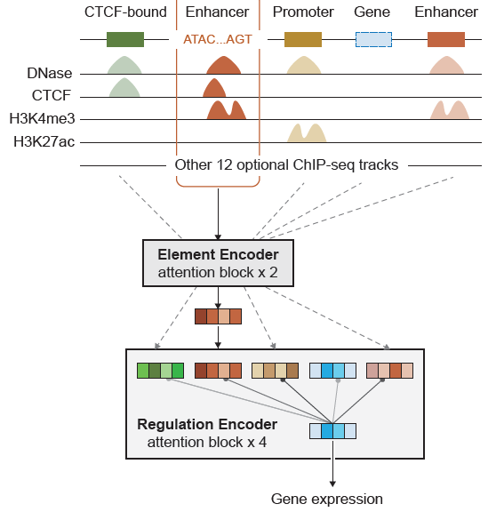 CREaTor: zero-shot cis-regulatory pattern modeling with attention mechanisms | diagram