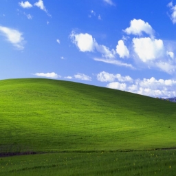 a close up of a lush green field