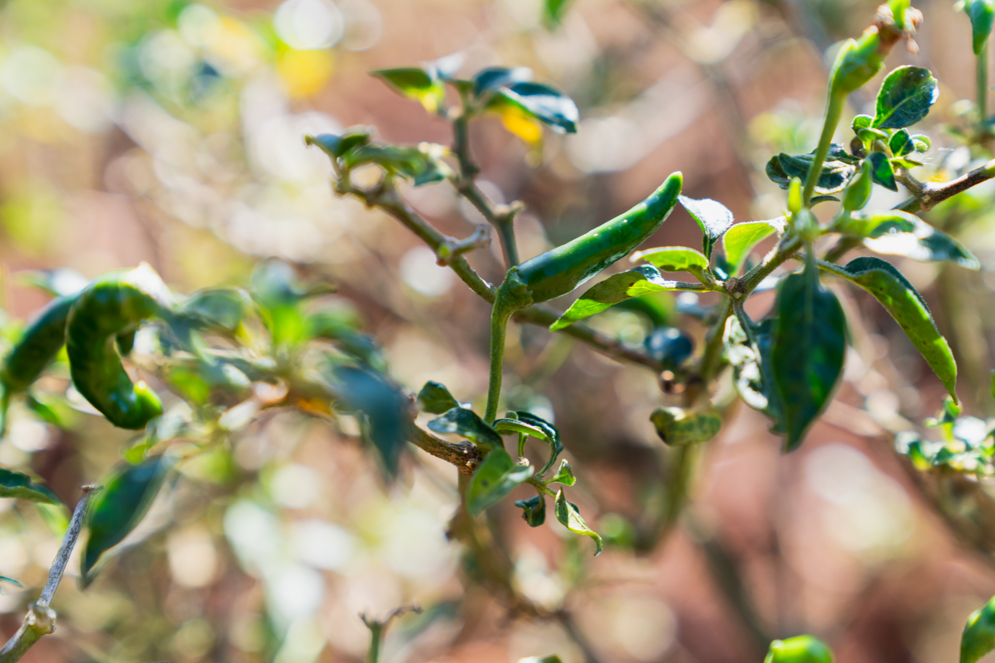 Image of peppers growing on a vine.
