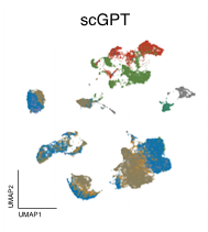 scGPT