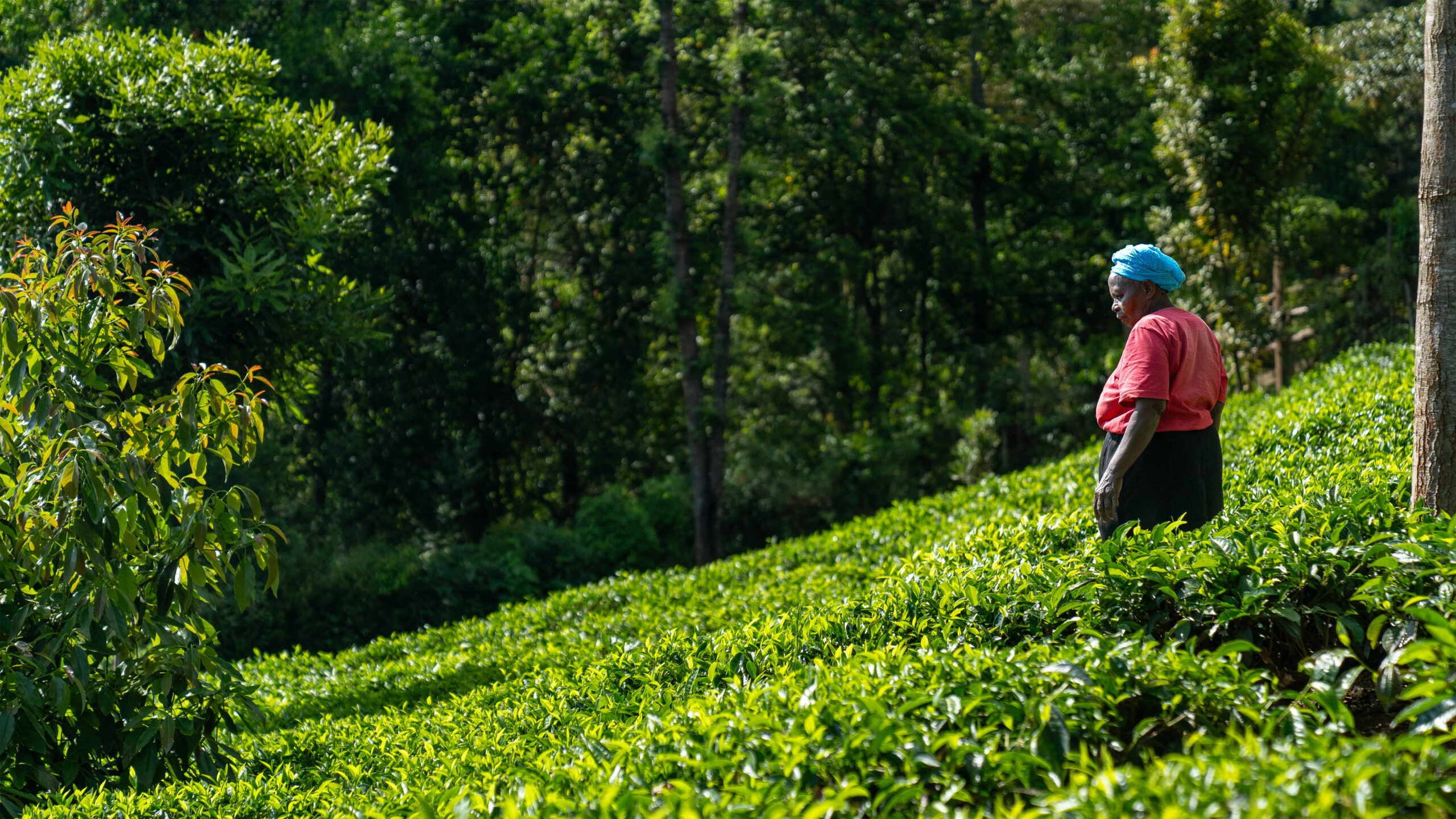 Woman walking in a sloped field