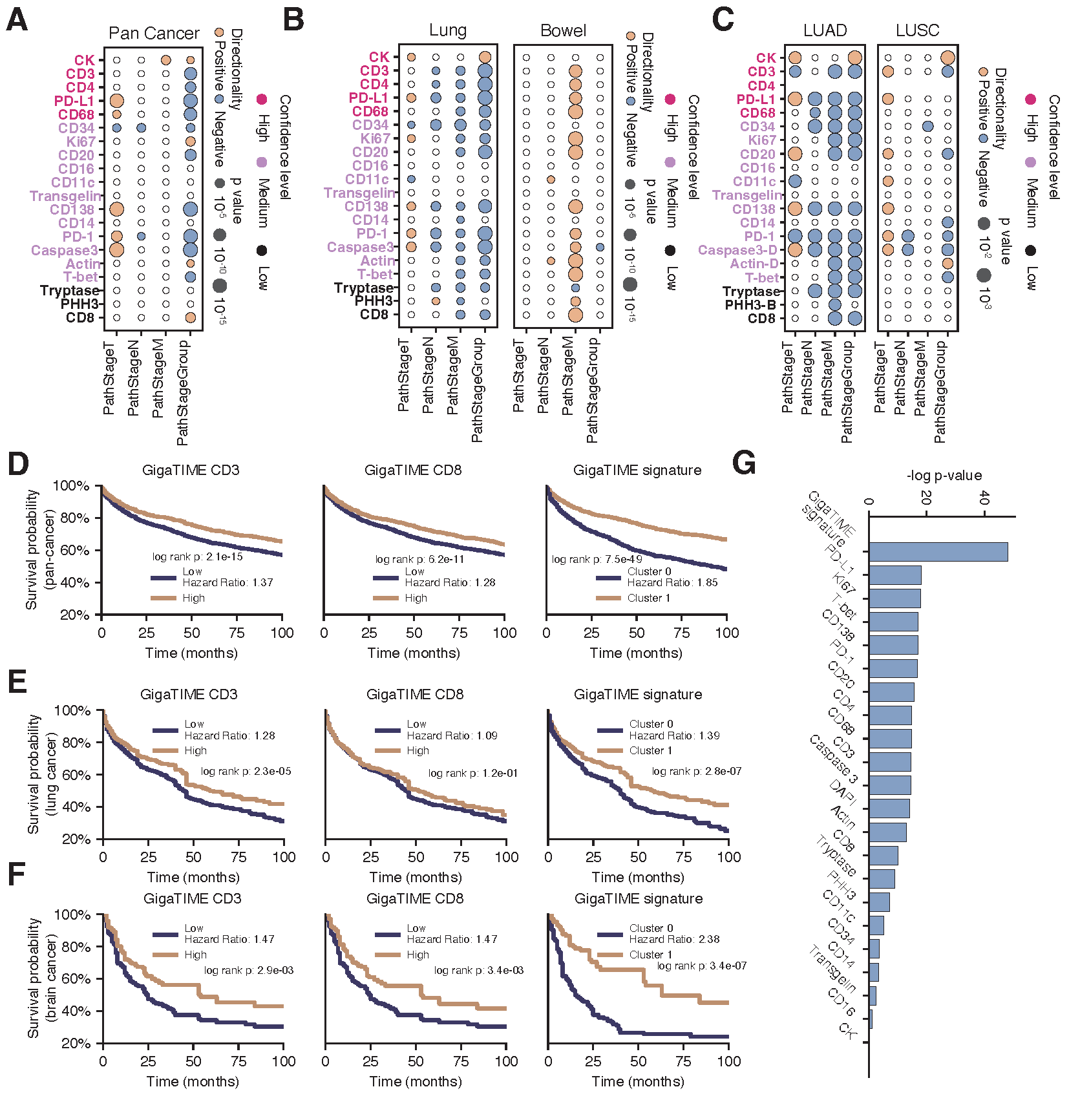 Figure 4. GigaTIME enables effective patient stratification across pathological stages and survival groups. A-C, Correlation analysis between virtual mIF and pathological stages at pan-cancer level (A), cancer-type level (B), and cancer-subtype level (C). Circle size denotes significance strength. Circle color denotes the directionality in which the correlation happens. Channel color denotes high, medium, and low confidence based on pearson correlations evaluated using test set. D-F, Survival analysis on lung cancer by using virtual CD3, virtual CD8, and virtual GigaTIME signature (all 21 GigaTIME protein channels) to stratify patients at pan-cancer level (D) and cancer-type level: lung (E), brain (F). G, Bar plot comparing pan-cancer patient stratification performance in terms of survival log rank p-values among virtual GigaTIME signature and individual virtual protein channels.
