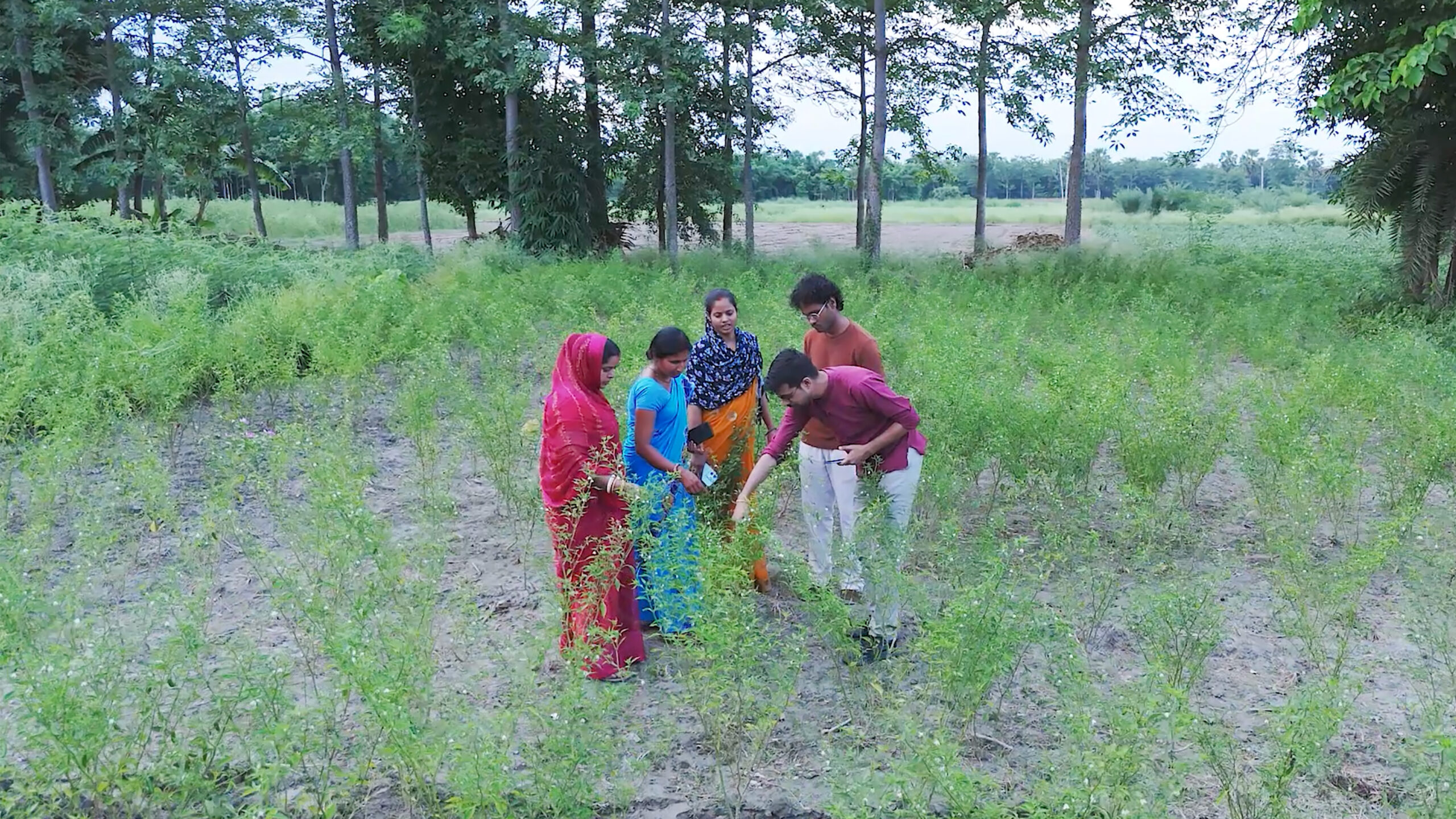 Five people in a field looking at a plant