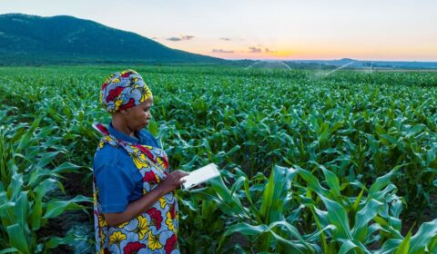 Female African farmer standing in a crop field review data on a tablet