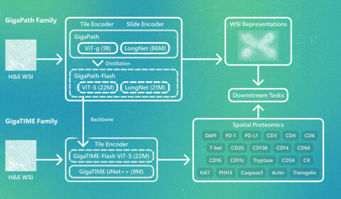 Overview of the GigaPath/GigaTIME model family. GigaPath-Flash provides efficient tile and slide encoders at 22M parameters. GigaTIME-Flash predicts spatial proteomics from H&E, replacing the CNN backbone with the distilled ViT-S encoder.