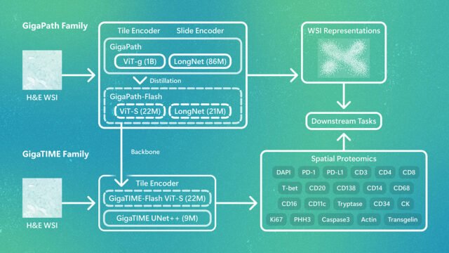 Overview of the GigaPath/GigaTIME model family. GigaPath-Flash provides efficient tile and slide encoders at 22M parameters. GigaTIME-Flash predicts spatial proteomics from H&E, replacing the CNN backbone with the distilled ViT-S encoder.
