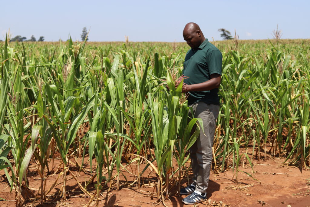 A man stands in a large maize field, examining a corn plant. Rows of green corn stretch to the horizon under a clear sky, with dry reddish-brown soil visible between the plants.