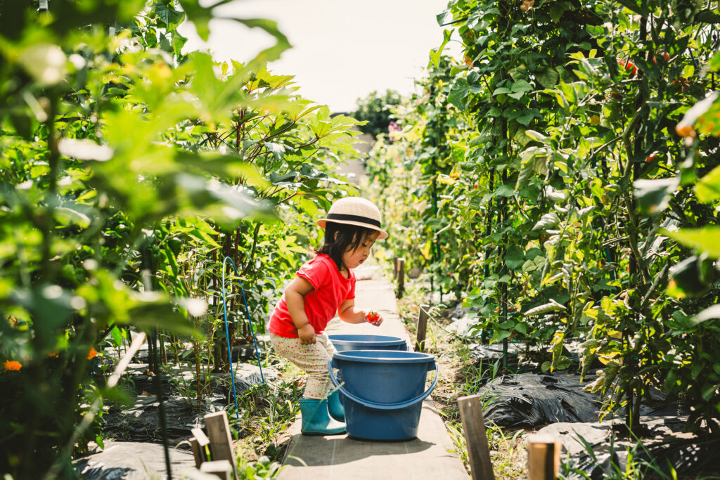 農作物を収穫している子供