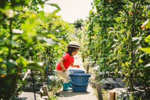 農作物を収穫している子供