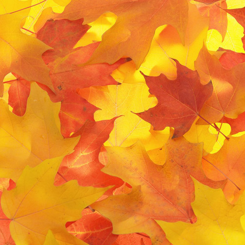 落ち葉お面 (めん) 画像スライド-6