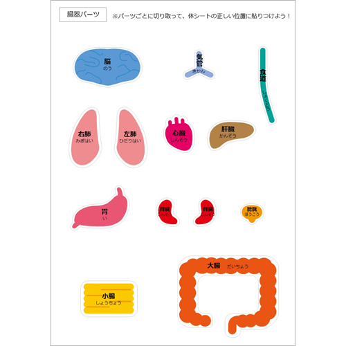 体 (からだ) のしくみパズル 画像スライド-3